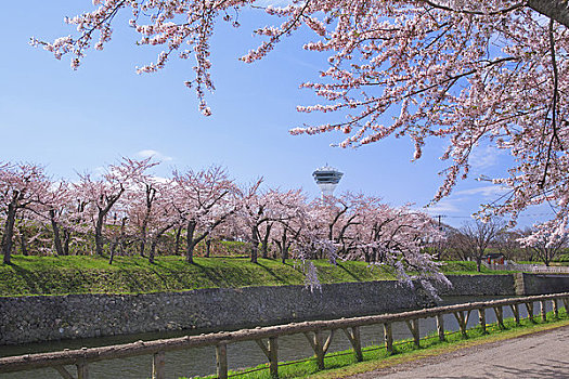 rong vang bach kim